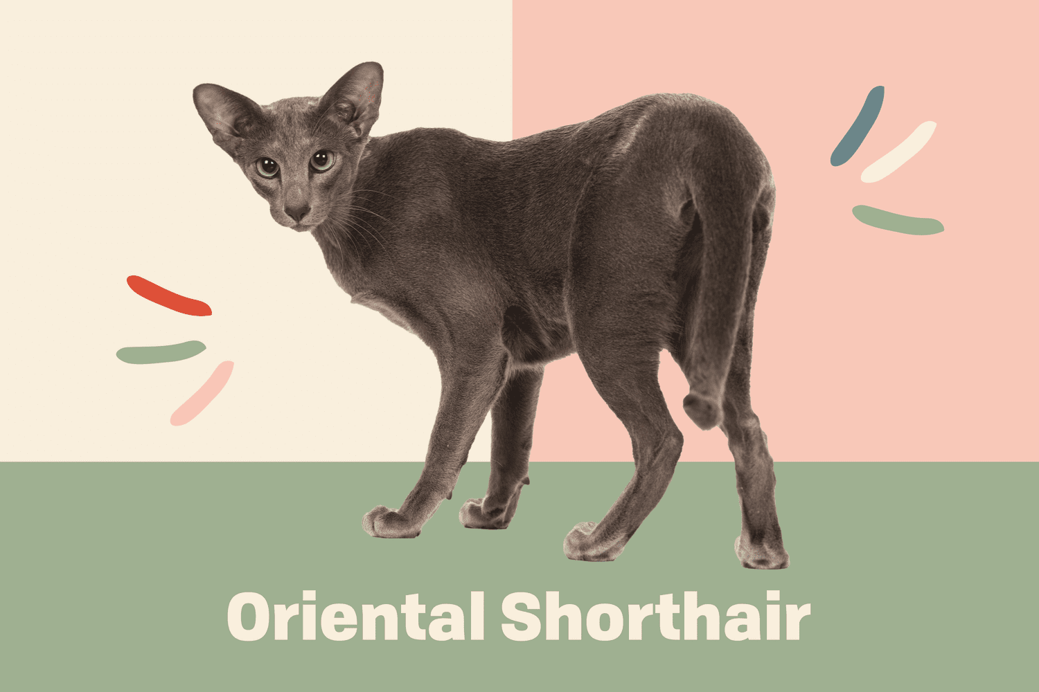 Oriental Shorthair Cat Breed Guide: Complete Profile, Characteristics, Training, Care, Choosing Tips, Pros, Cons, and Price