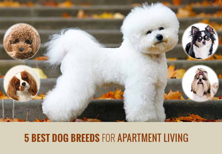🏢 15 Best Dog Breeds for Apartment & Condo Living