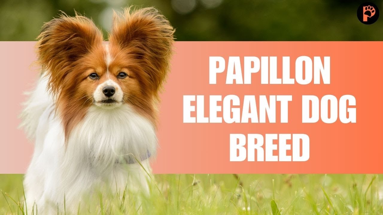 Complete Guide to the Papillon Dog Breed: Details, How-To Guide, Training, Care, Choosing, Pros and Cons, and Price