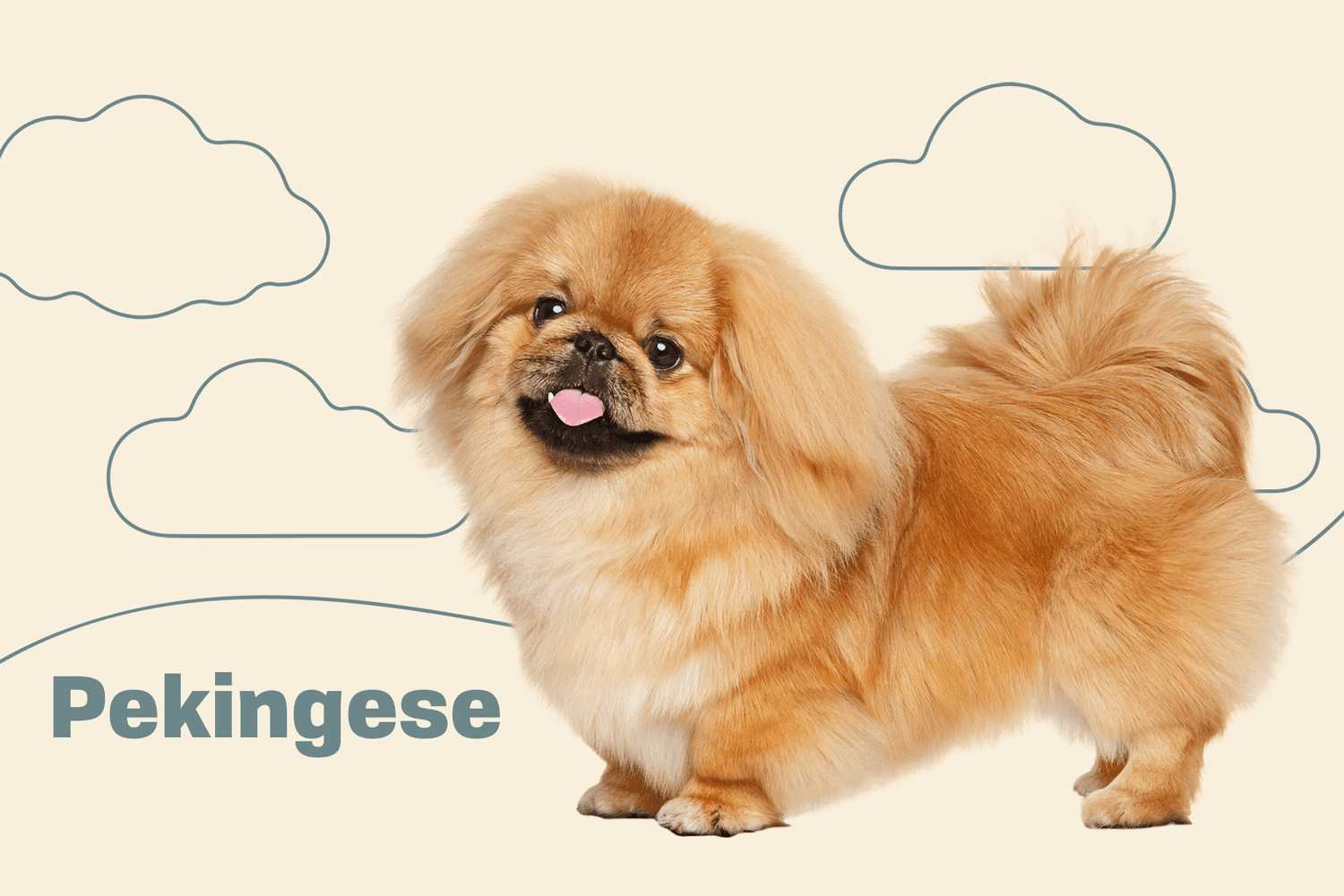 Pekingese: Complete Breed Profile and How-to Care Guide