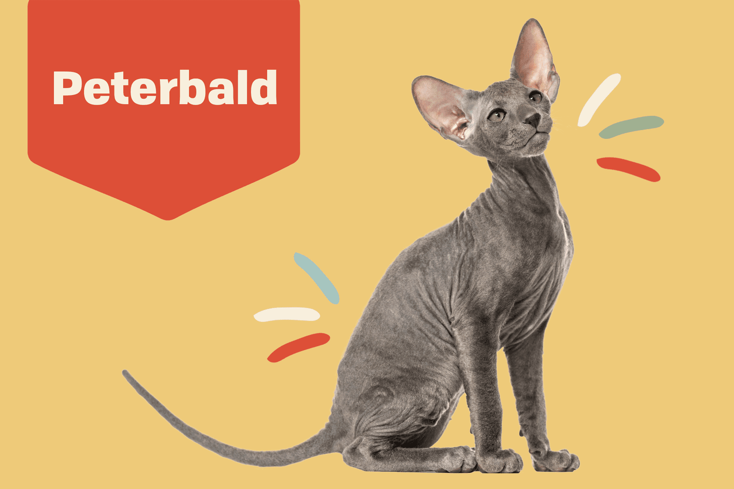 Peterbald Cat Breed: Complete Guide, Characteristics, Training, Care, and More