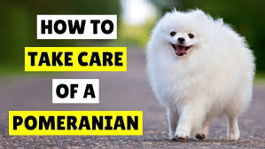 Pomeranian Dog Breed