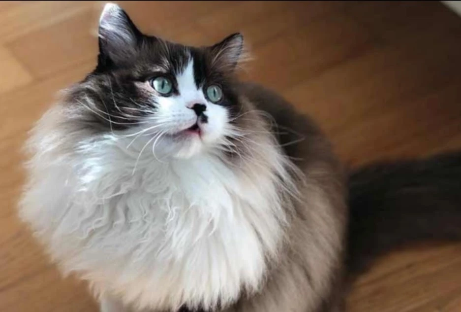 Panduan Lengkap Kucing Ragamuffin: Pengenalan, Ciri-ciri, Latihan, Penjagaan, Panduan Pemilihan, Kelebihan & Kekurangan, dan Harga