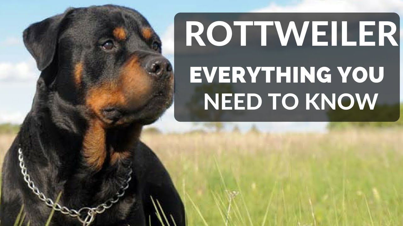 Rottweiler: Complete Guide 2025 – Breed Info, Training, Care, Pros & Cons, and Price