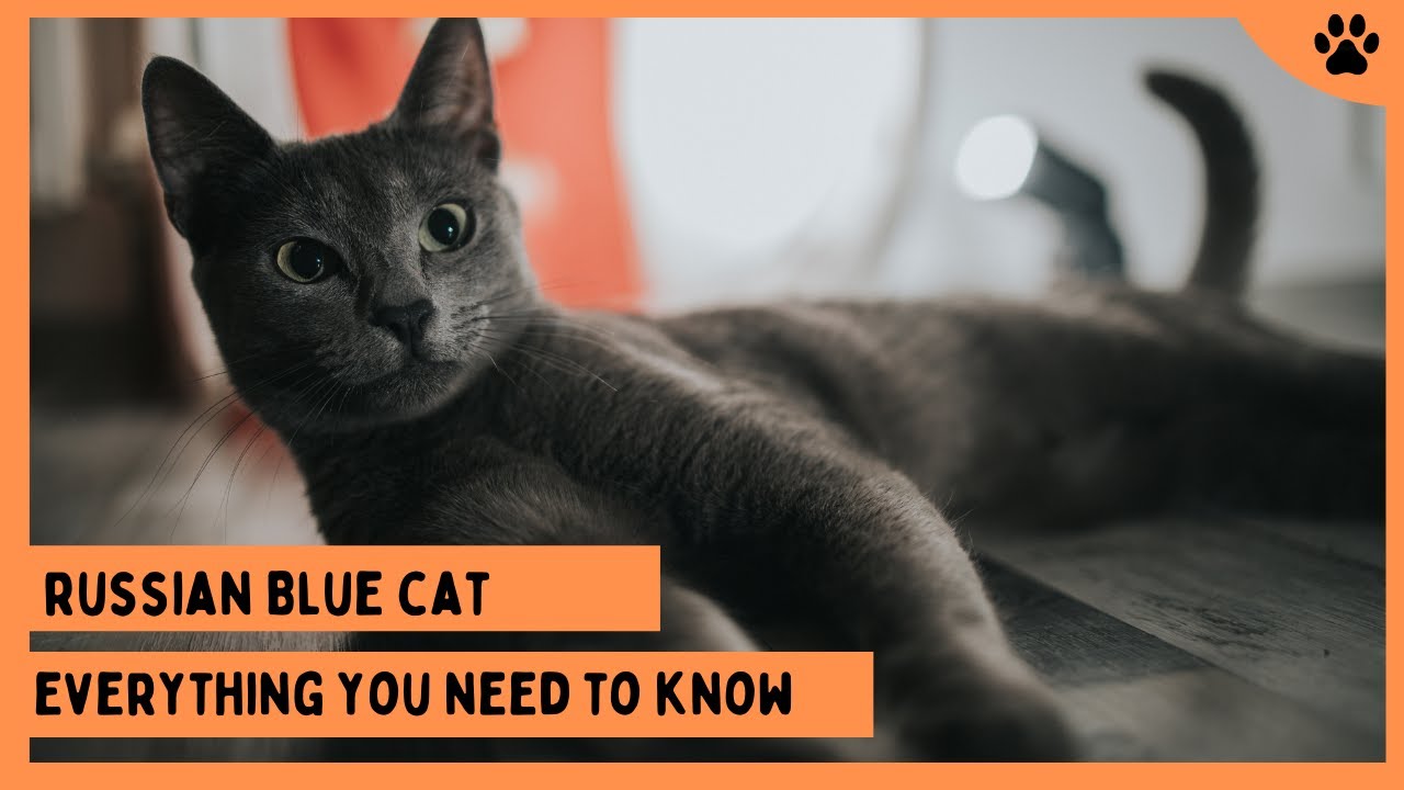 Kucing Russian Blue: Panduan Lengkap Kucing Anggun & Pintar