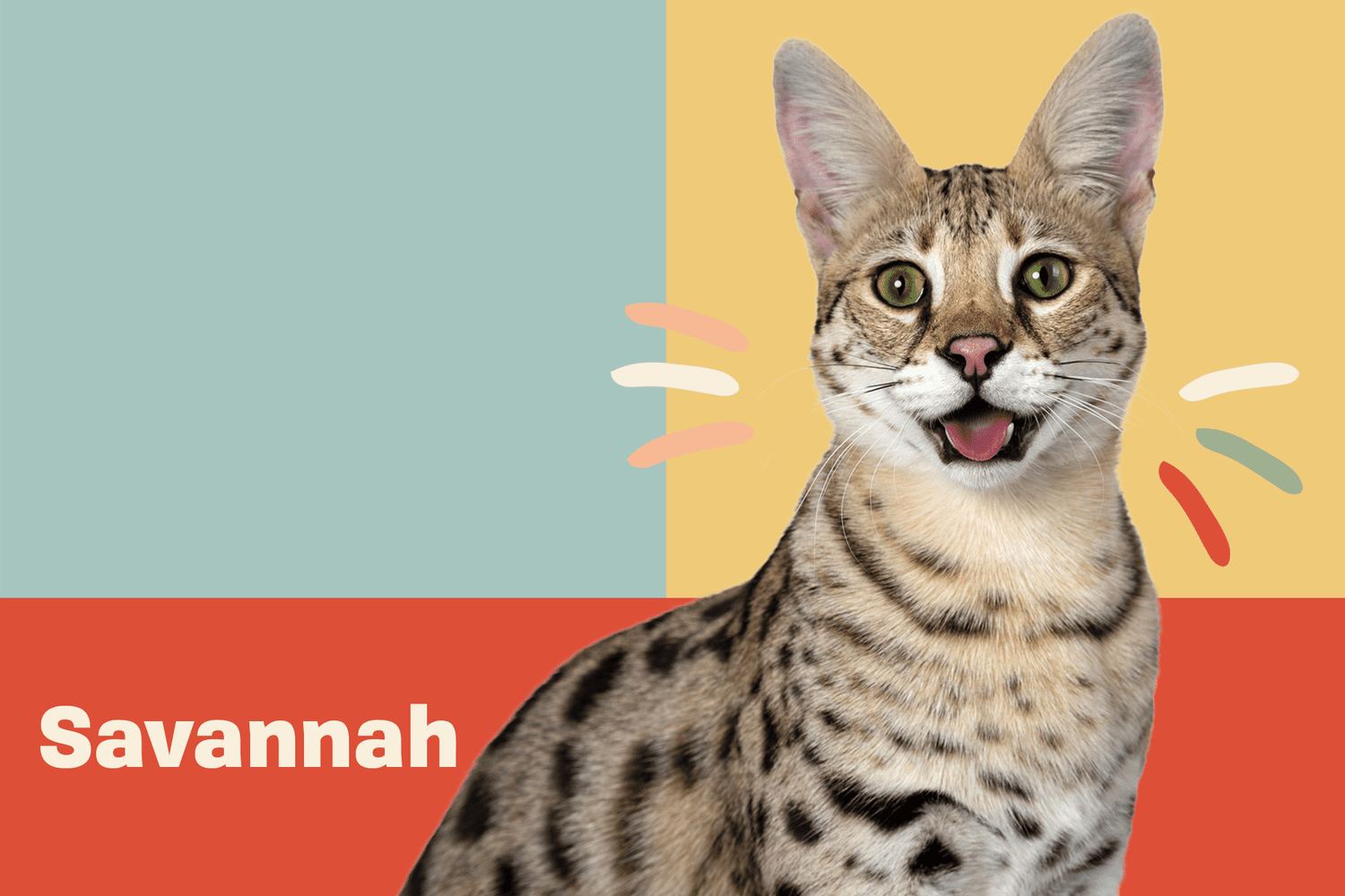 Panduan Lengkap Kucing Savannah: Pengenalan, Ciri-Ciri, Latihan, Penjagaan, Tips Pemilihan, Kelebihan, Kekurangan & Harga (Edisi 2025)