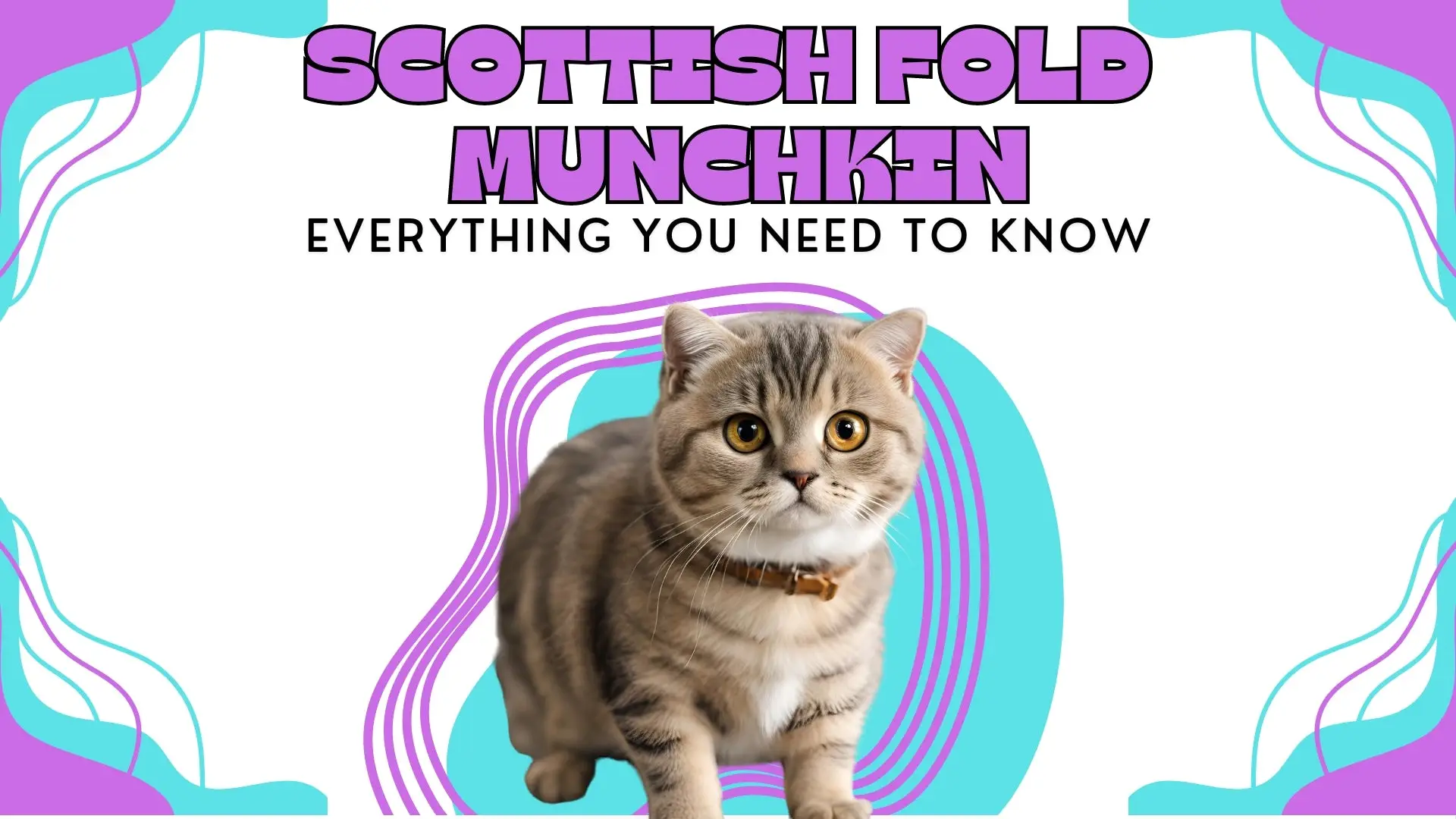 🐱 The Ultimate Guide to the Scottish Fold Cat: Breed Profile, Characteristics, Care, Training, Pros & Cons, and Pricing (2025 Edition)