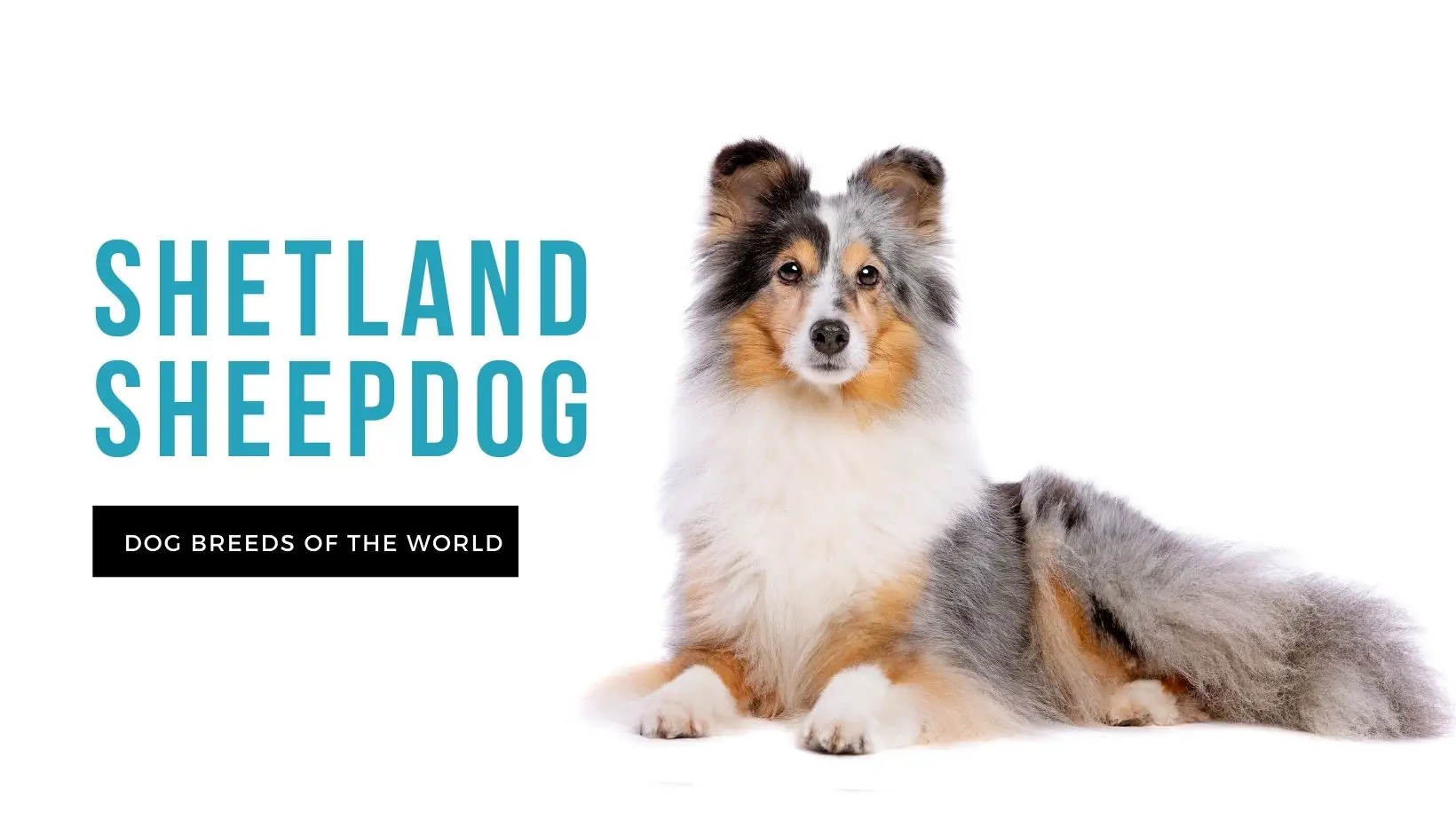 Shetland Sheepdog: The Ultimate Guide to Choosing, Caring, and Training a Sheltie