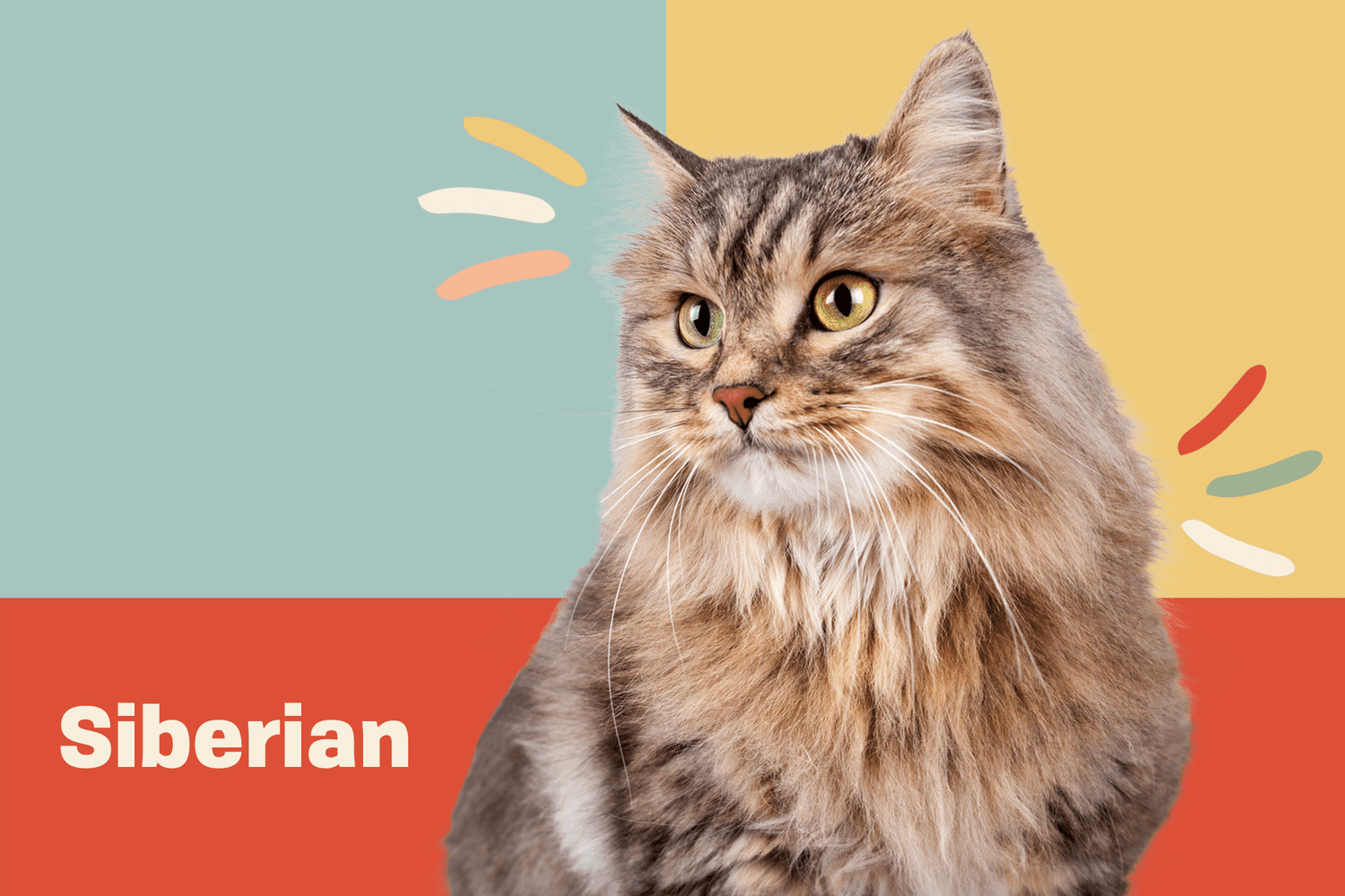 Siberian Cat Complete Guide: Traits, Care, Training, Choosing Tips, Pros & Cons, and Price