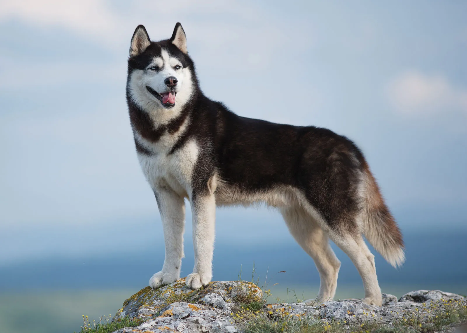 Comprehensive Guide on Siberian Husky: Full Details, Training, Care, Pros, Cons, and Price