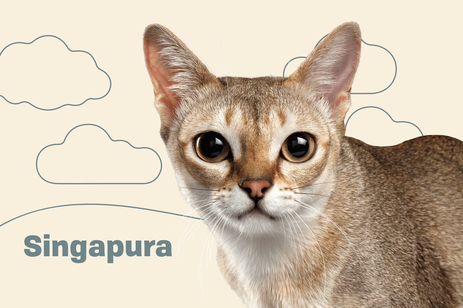 Singapura Cat: Complete Profile, Characteristics, Care, Training Guide, Pros & Cons, and Price (1500+ Words)