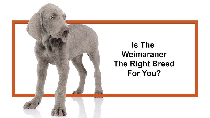 Weimaraner Dog Breed: Complete Details, How to Guide, Training, Care, Choosing, Pros and Cons, and Price