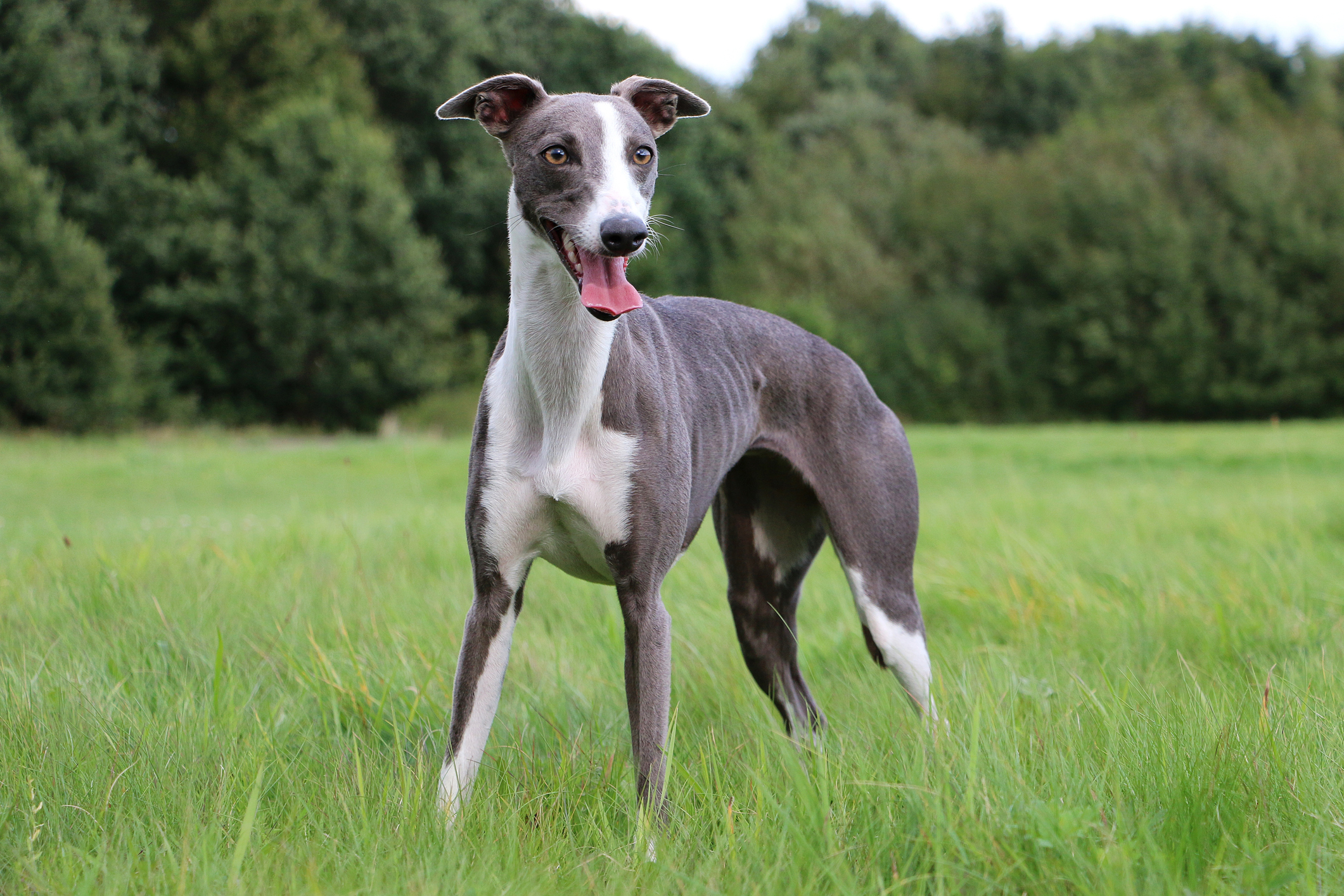 Whippet Dog Breed Guide: Complete Details, How to Choose, Train, Care, Pros, Cons, and Price
