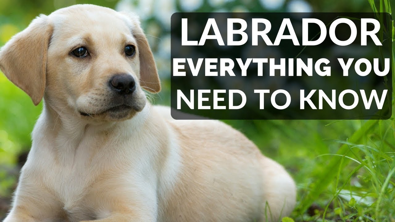 Labrador Retriever: Complete Guide, How-to Care, Training, Pros and Cons