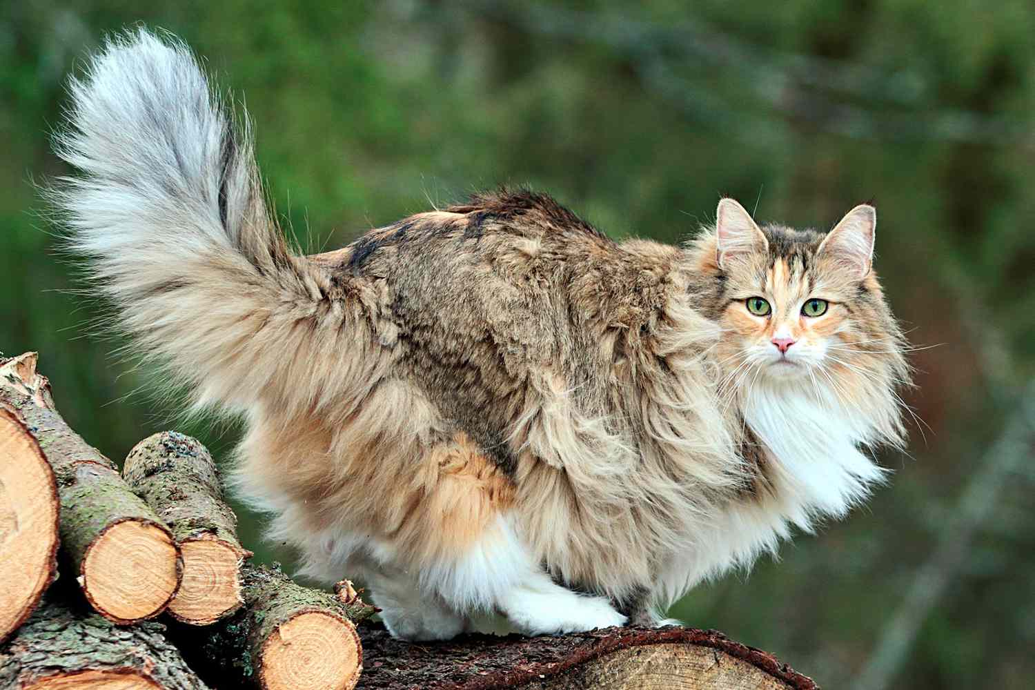 Norwegian Forest Cat: Complete Guide to the Majestic Viking Feline