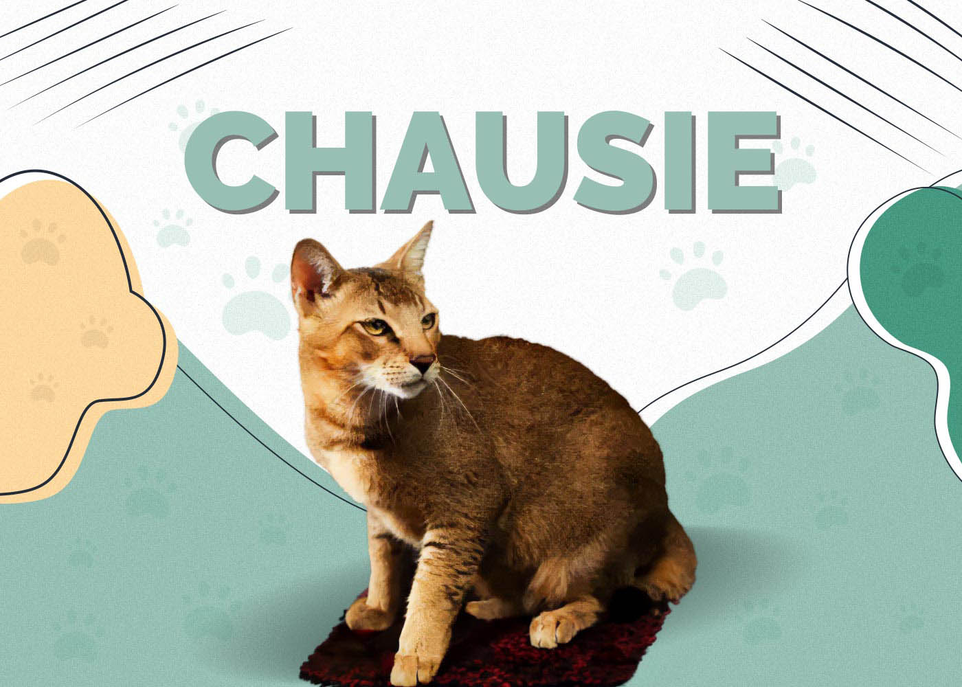Kucing Chausie: Panduan Lengkap Mengenai Ciri-ciri, Penjagaan, Latihan dan Harga