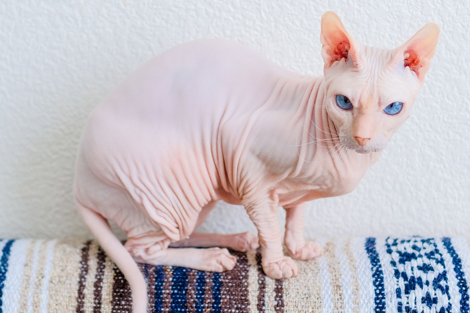 Kucing Donskoy: Kucing Tanpa Bulu yang Menarik dan Menawan