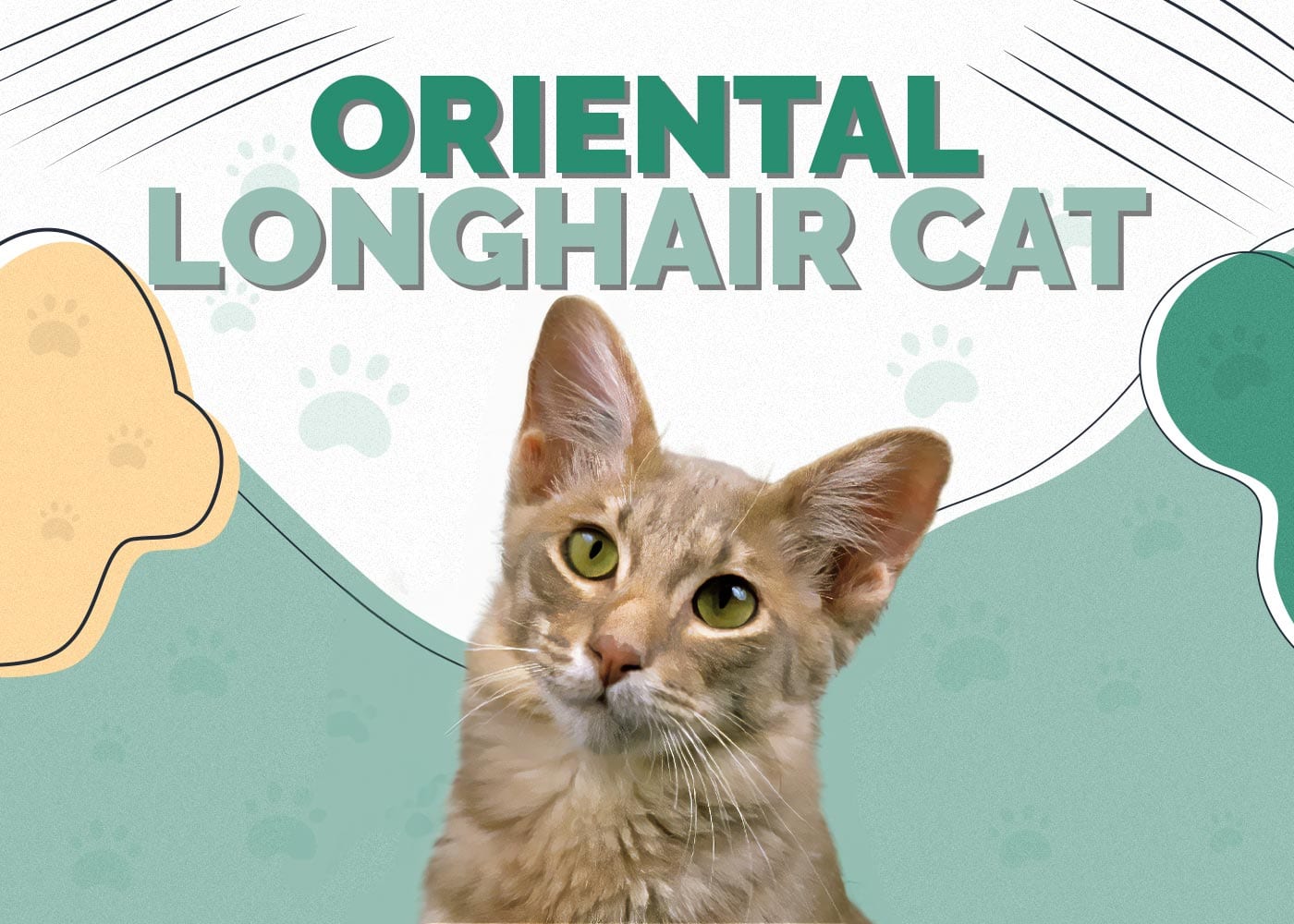 Kucing Oriental Longhair: Panduan Lengkap, Ciri-ciri, Penjagaan, Latihan dan Cara Memilih Kucing yang Sesuai