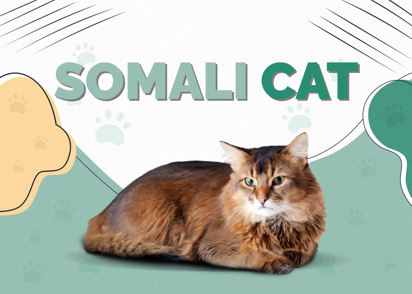 Kucing Somali: Panduan Lengkap Profil, Ciri-ciri, Penjagaan, Latihan, Pemilihan, Kelebihan, Kekurangan & Harga