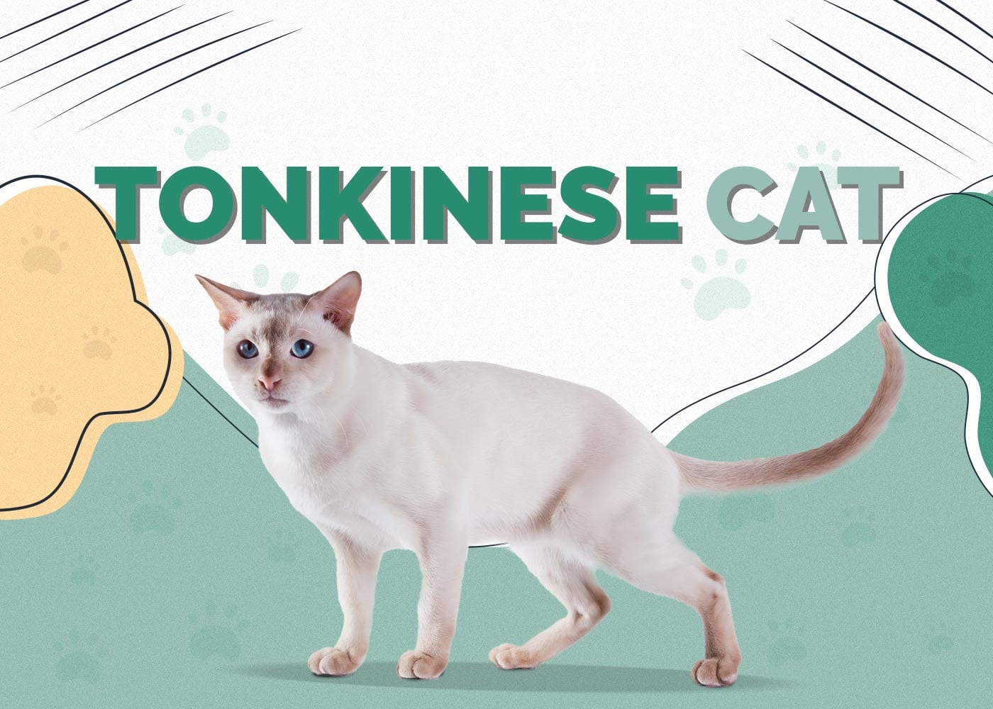 Kucing Tonkinese: Panduan Lengkap tentang Sifat, Penjagaan, Latihan & Harga