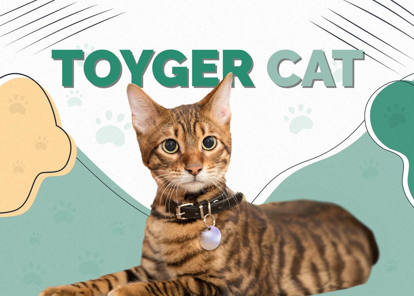 Toyger Cat Breed: A Complete Guide to the Miniature Tiger of the Cat World