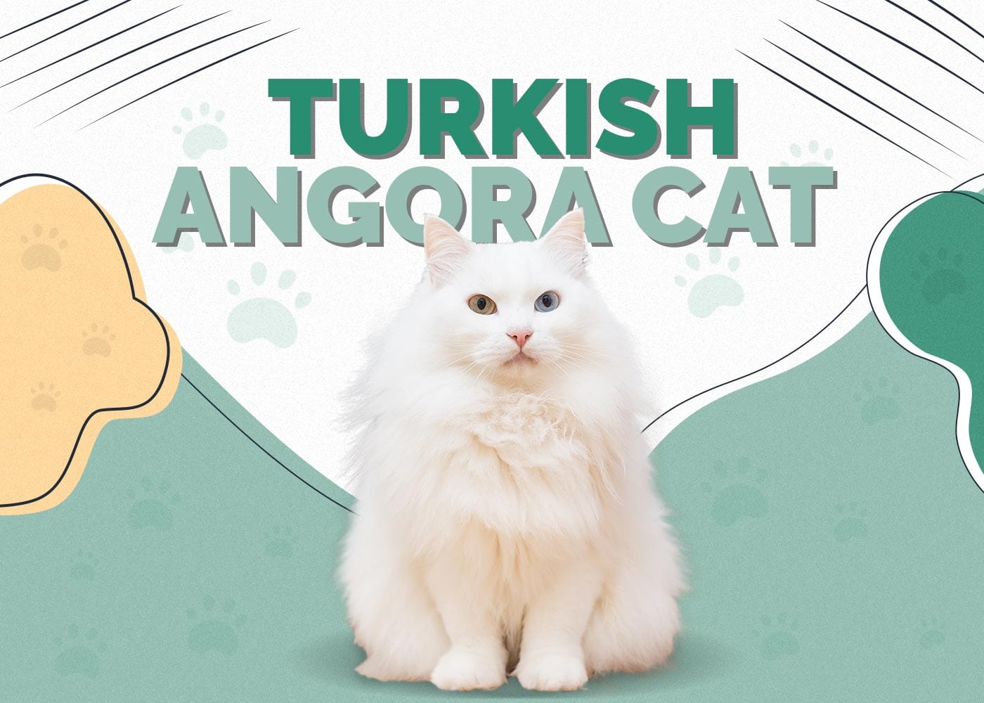Turkish Angora Cat Breed Guide: Elegant Beauty with a Spirited Soul