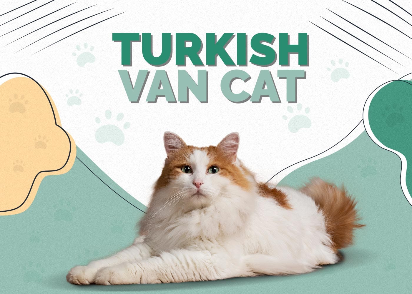 The Ultimate Guide to the Turkish Van Cat Breed: Characteristics, Care, Training, and More